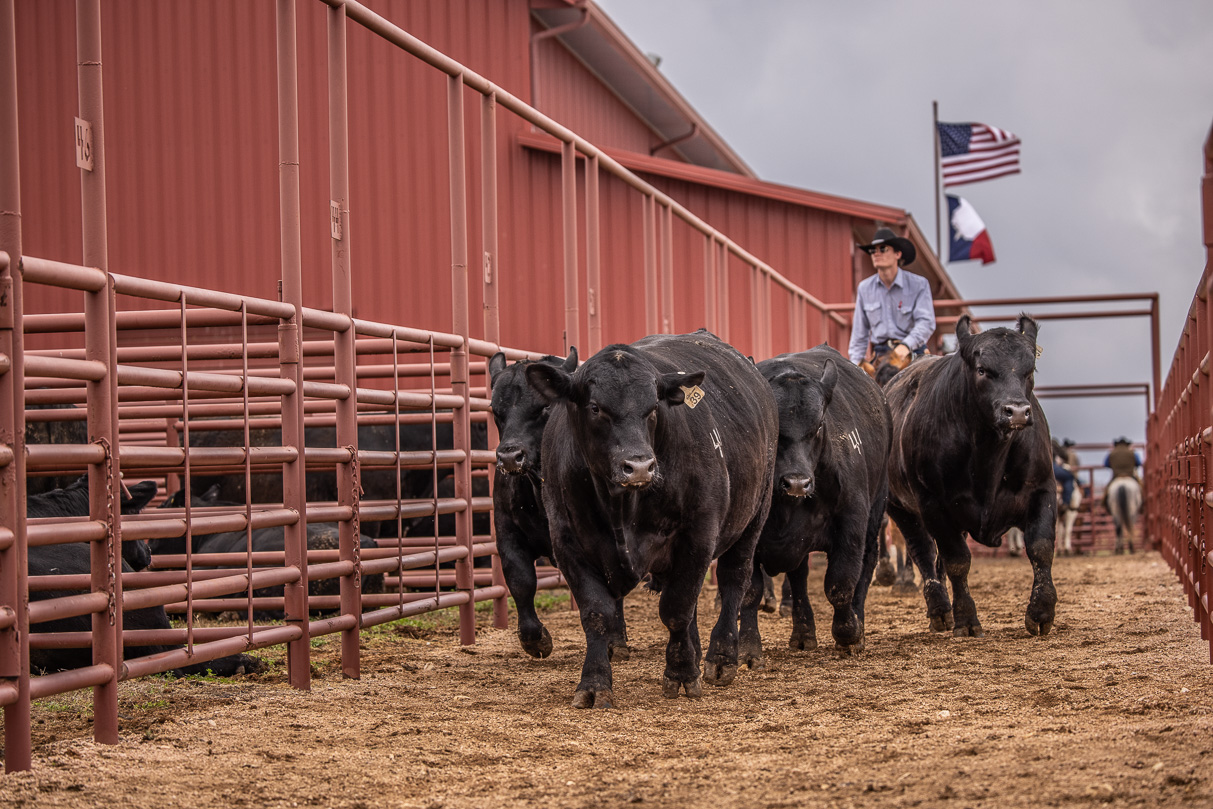 44Farms_Cameron_BullSale_Feb2021-523910