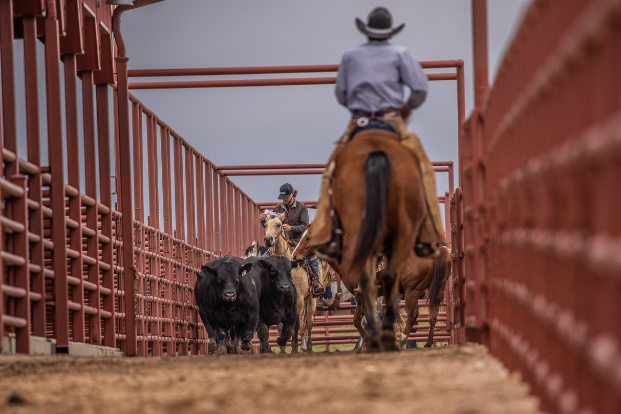 44Farms_Cameron_BullSale_Feb2021-523926