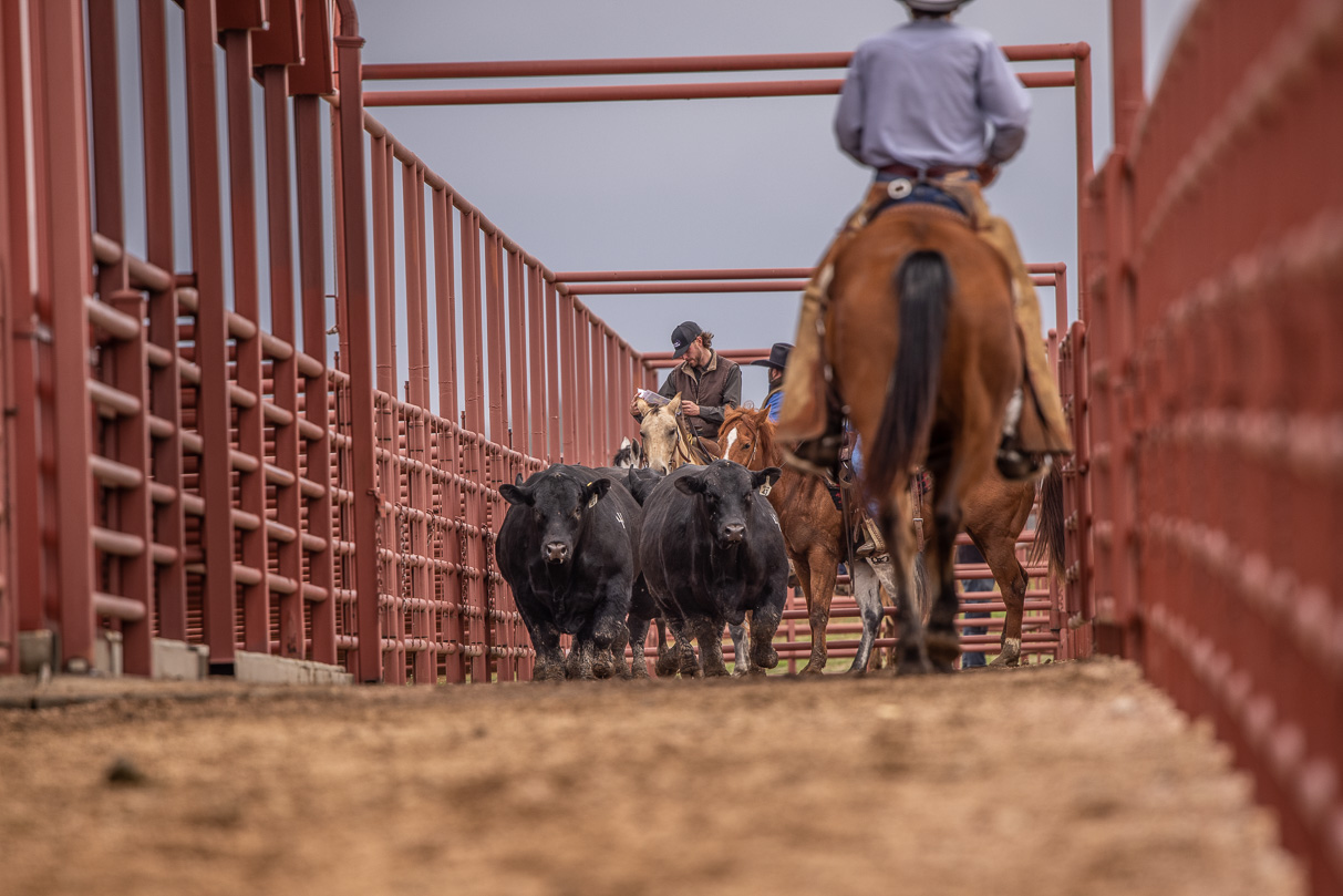 44Farms_Cameron_BullSale_Feb2021-523927