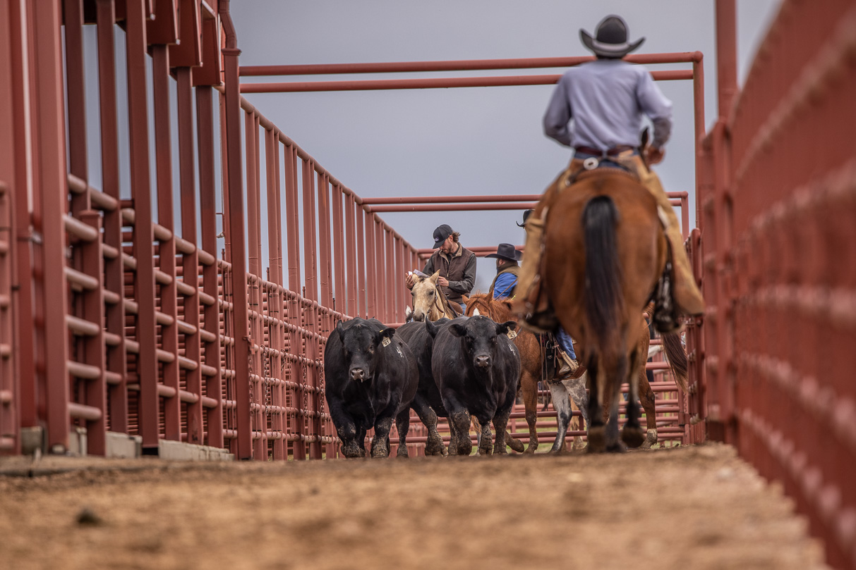 44Farms_Cameron_BullSale_Feb2021-523928