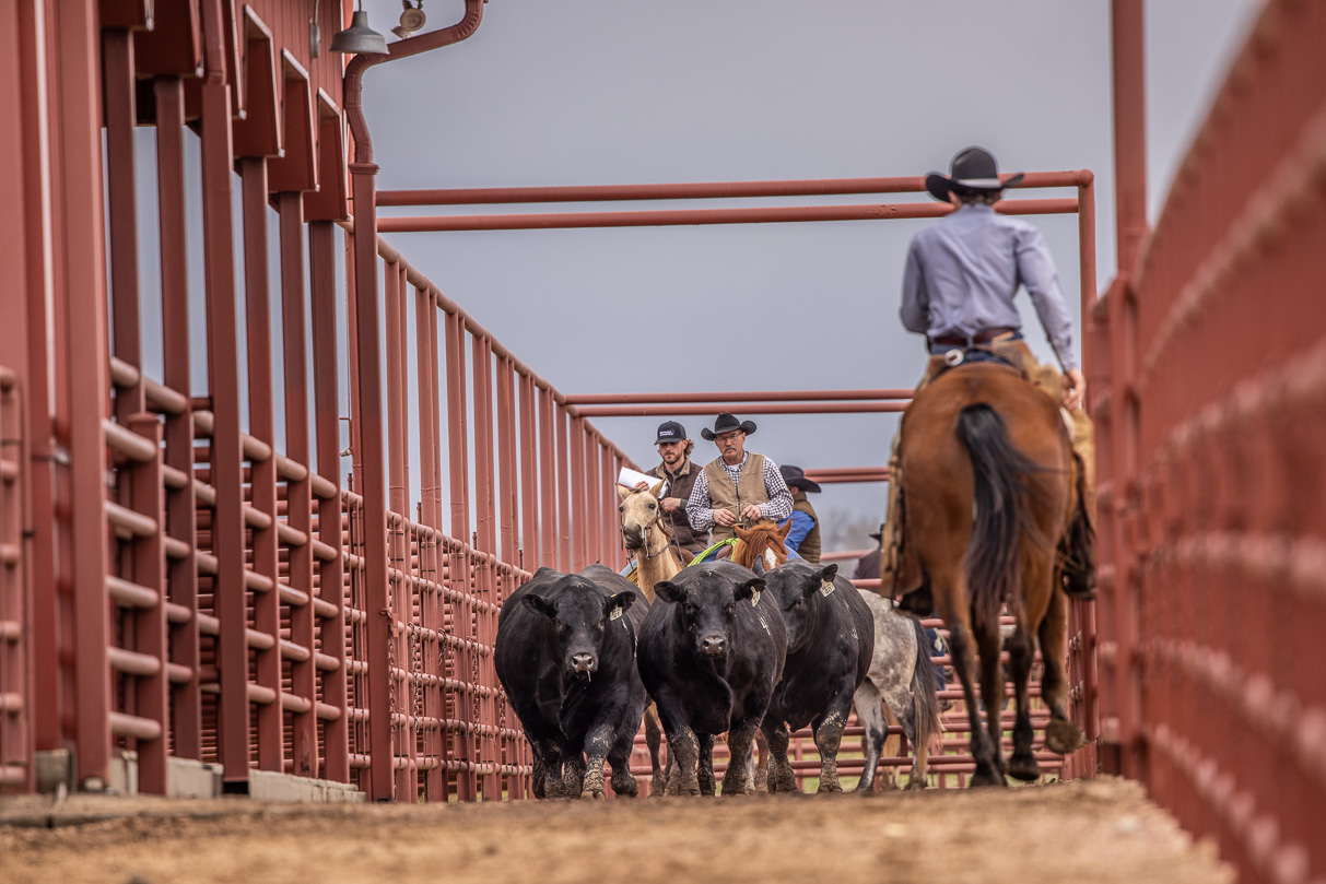 44Farms_Cameron_BullSale_Feb2021-523933