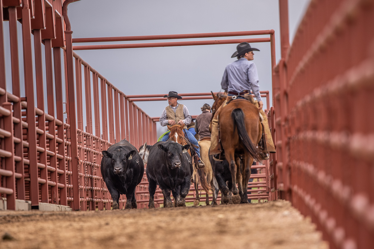 44Farms_Cameron_BullSale_Feb2021-523937