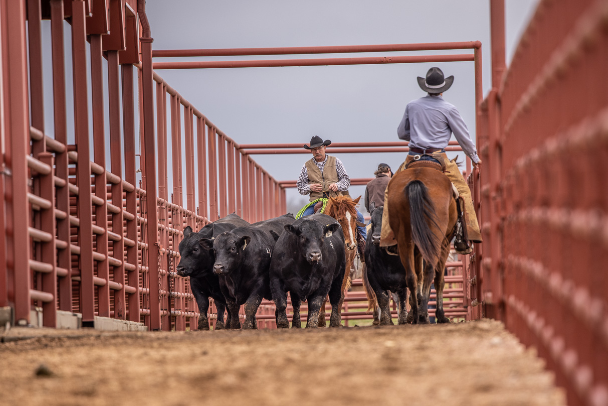 44Farms_Cameron_BullSale_Feb2021-523941