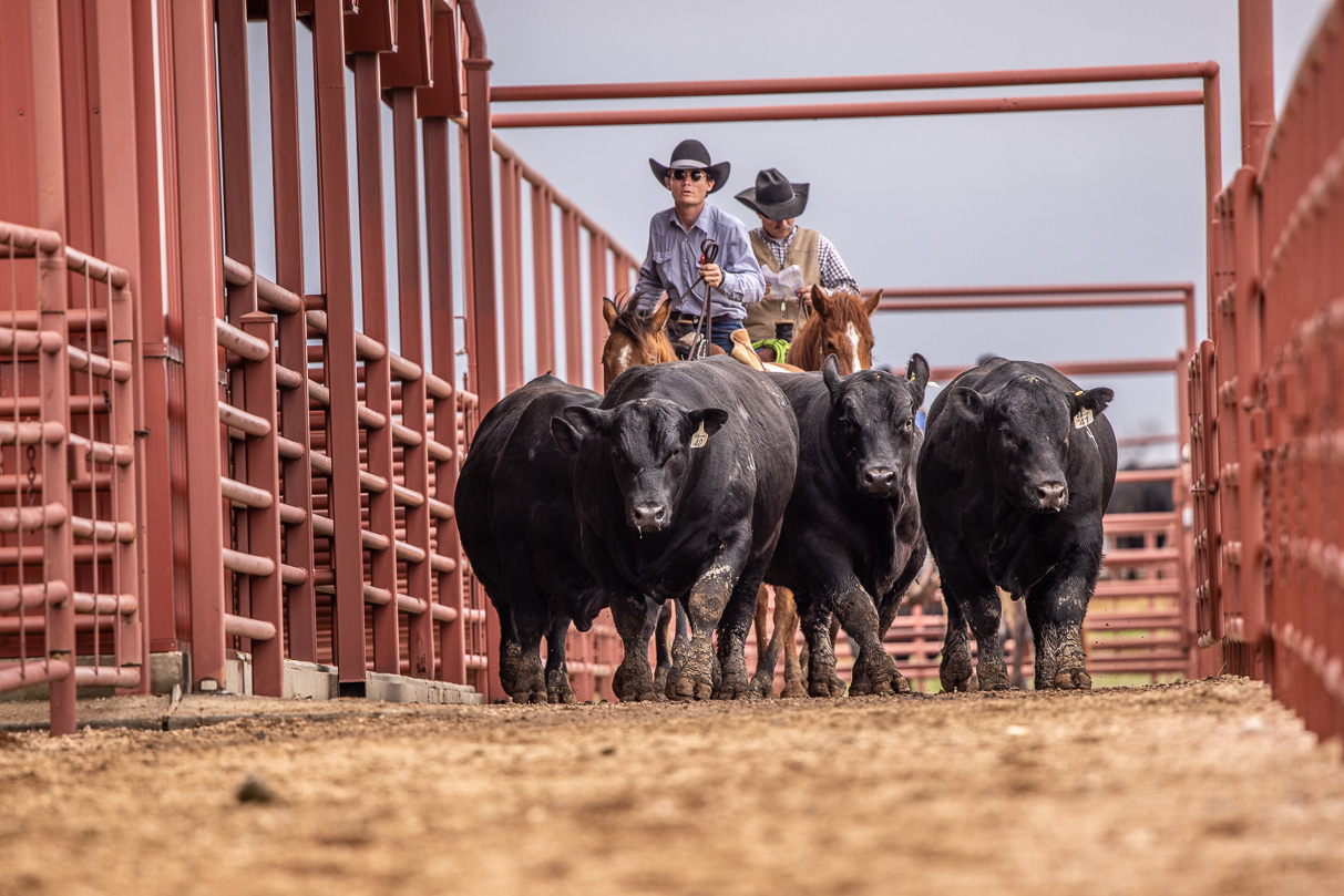 44Farms_Cameron_BullSale_Feb2021-523957