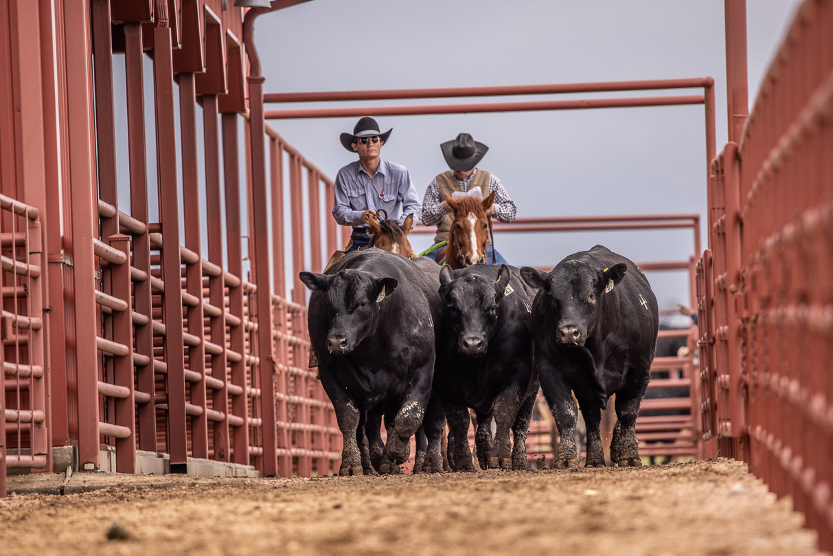 44Farms_Cameron_BullSale_Feb2021-523959