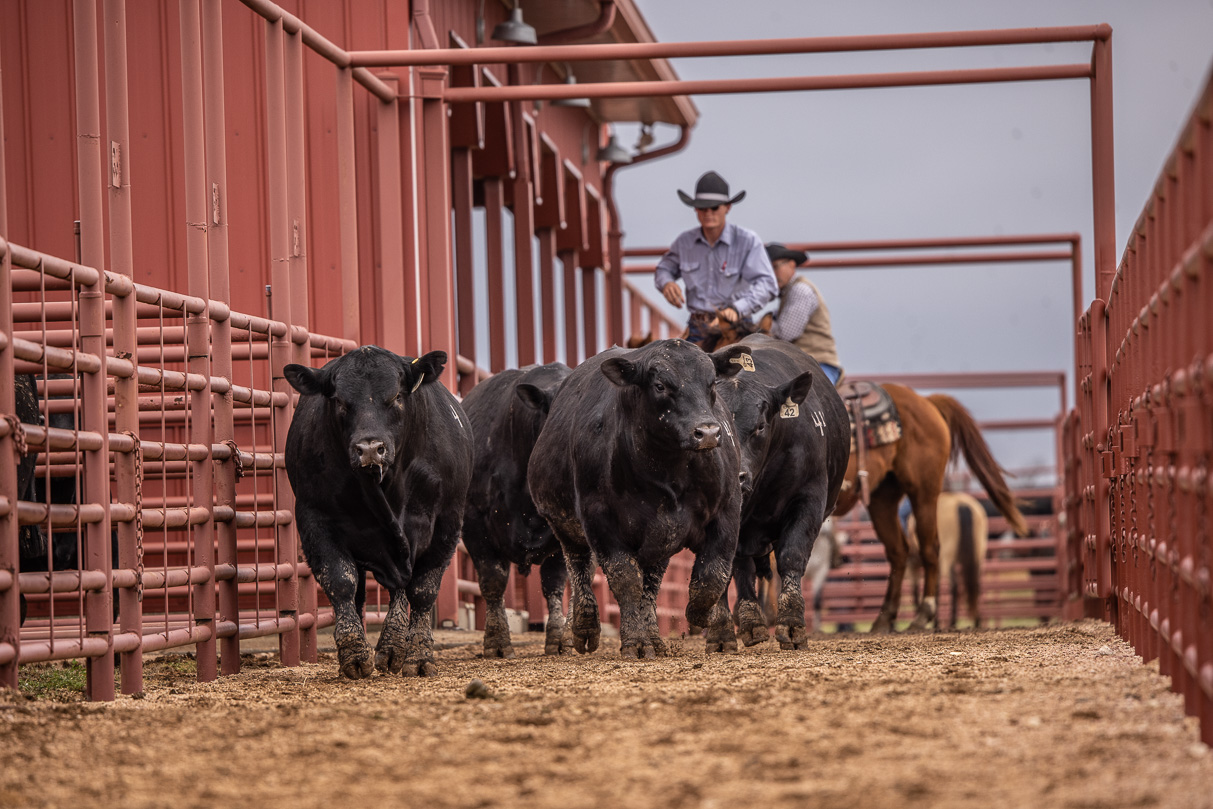 44Farms_Cameron_BullSale_Feb2021-523974