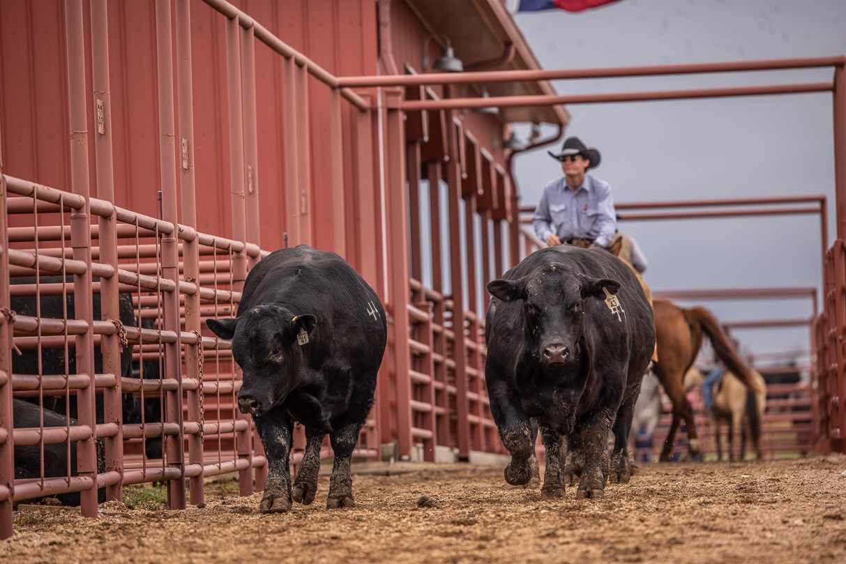 44Farms_Cameron_BullSale_Feb2021-523977