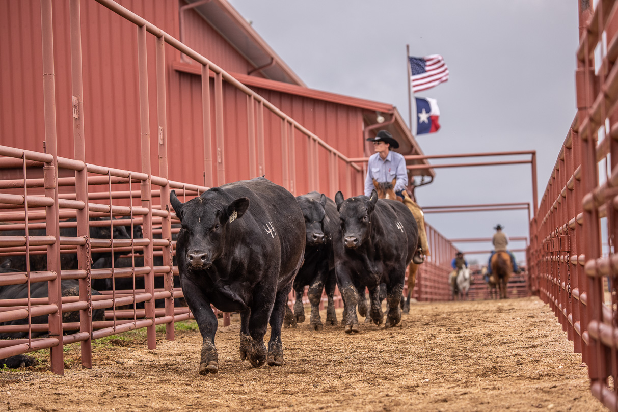 44Farms_Cameron_BullSale_Feb2021-523991