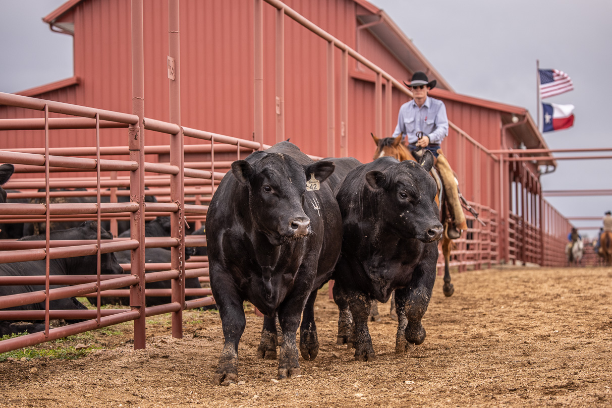 44Farms_Cameron_BullSale_Feb2021-523993