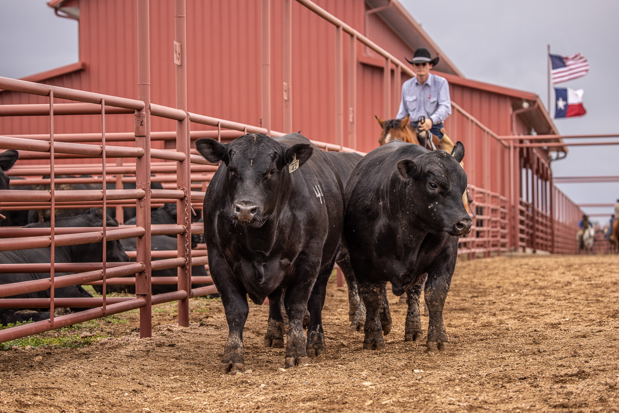 44Farms_Cameron_BullSale_Feb2021-523994