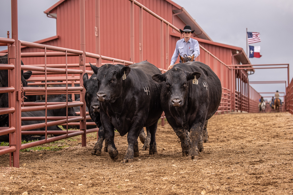 44Farms_Cameron_BullSale_Feb2021-523996