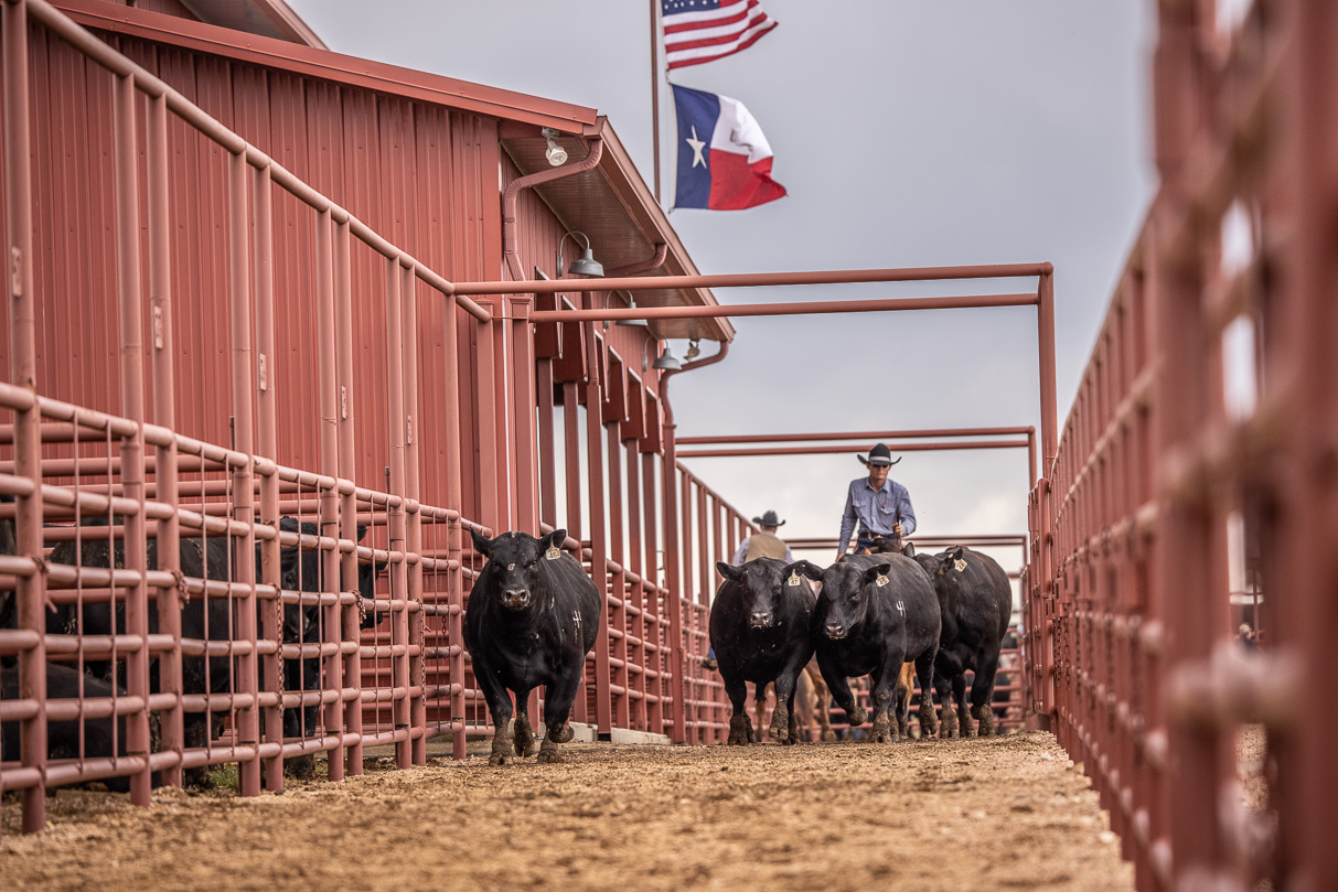 44Farms_Cameron_BullSale_Feb2021-524032
