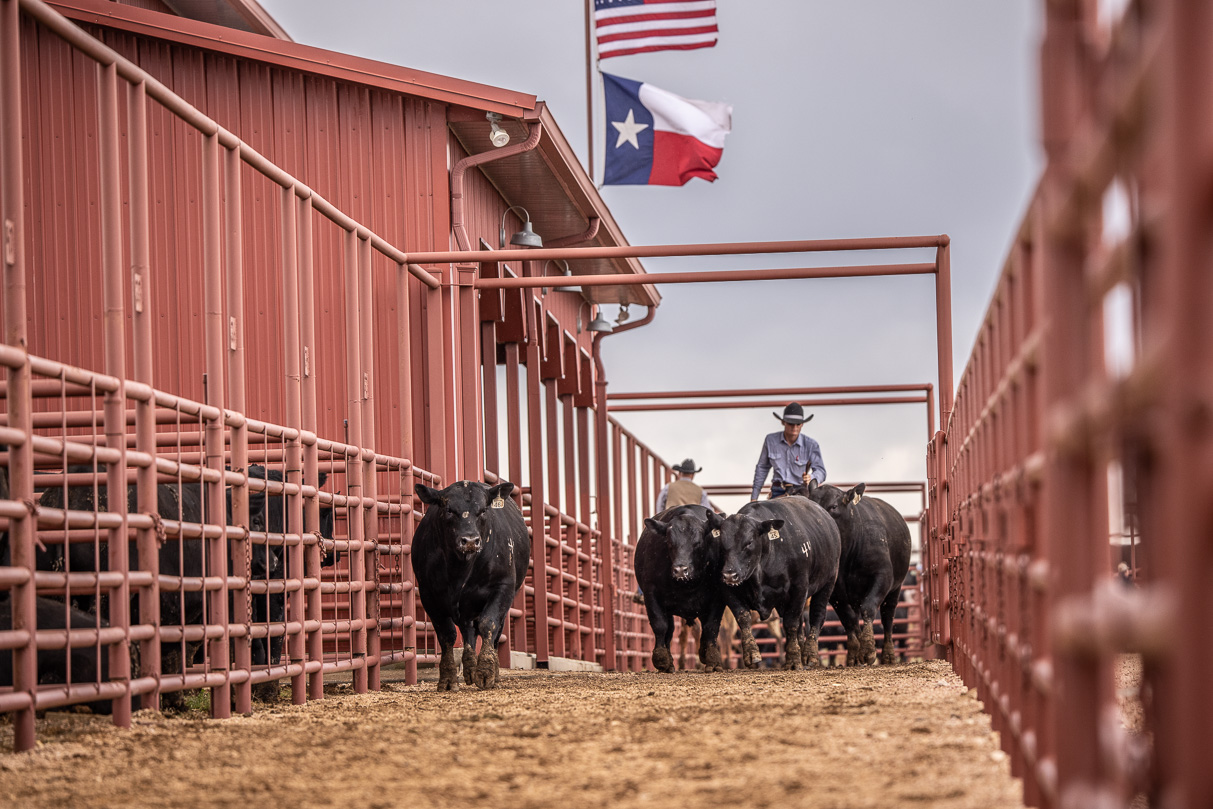 44Farms_Cameron_BullSale_Feb2021-524033