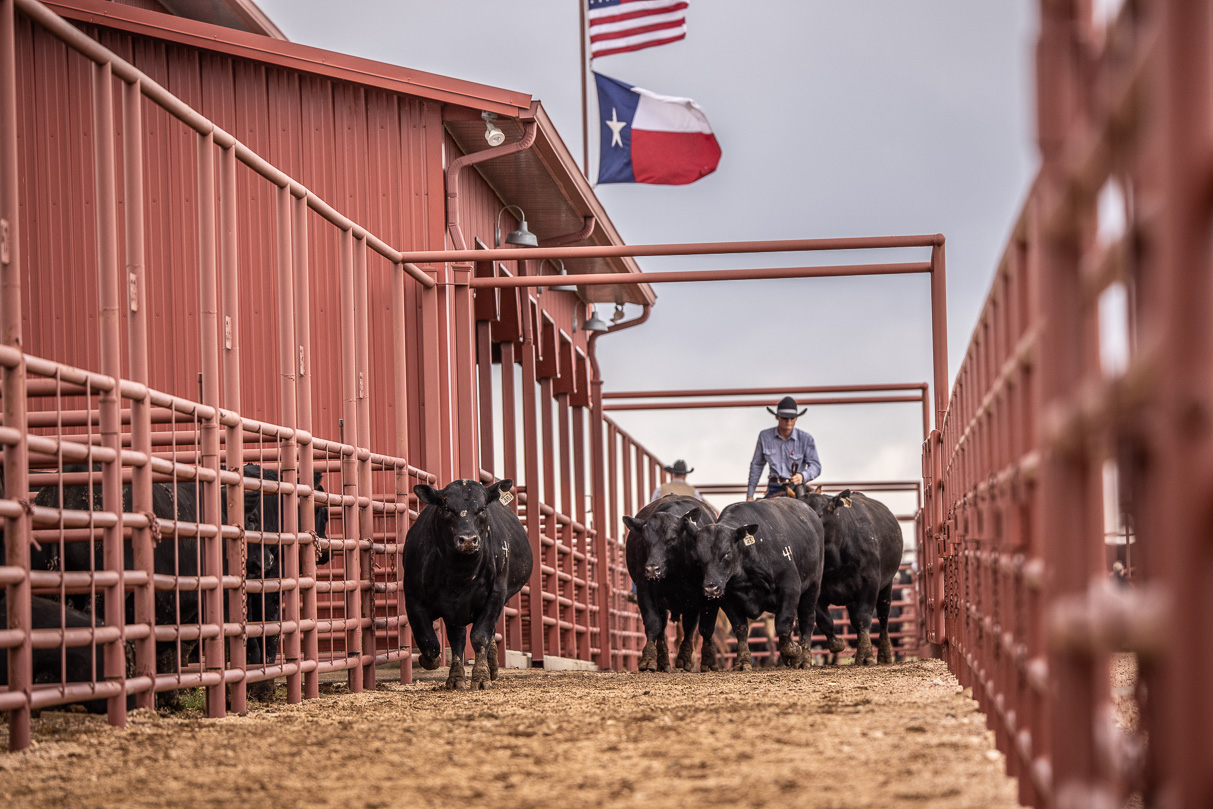 44Farms_Cameron_BullSale_Feb2021-524034