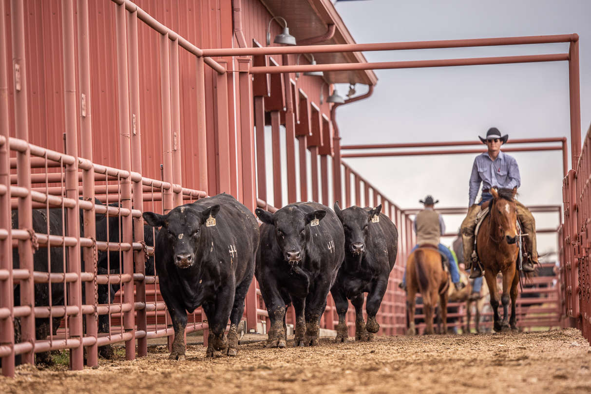 44Farms_Cameron_BullSale_Feb2021-524040