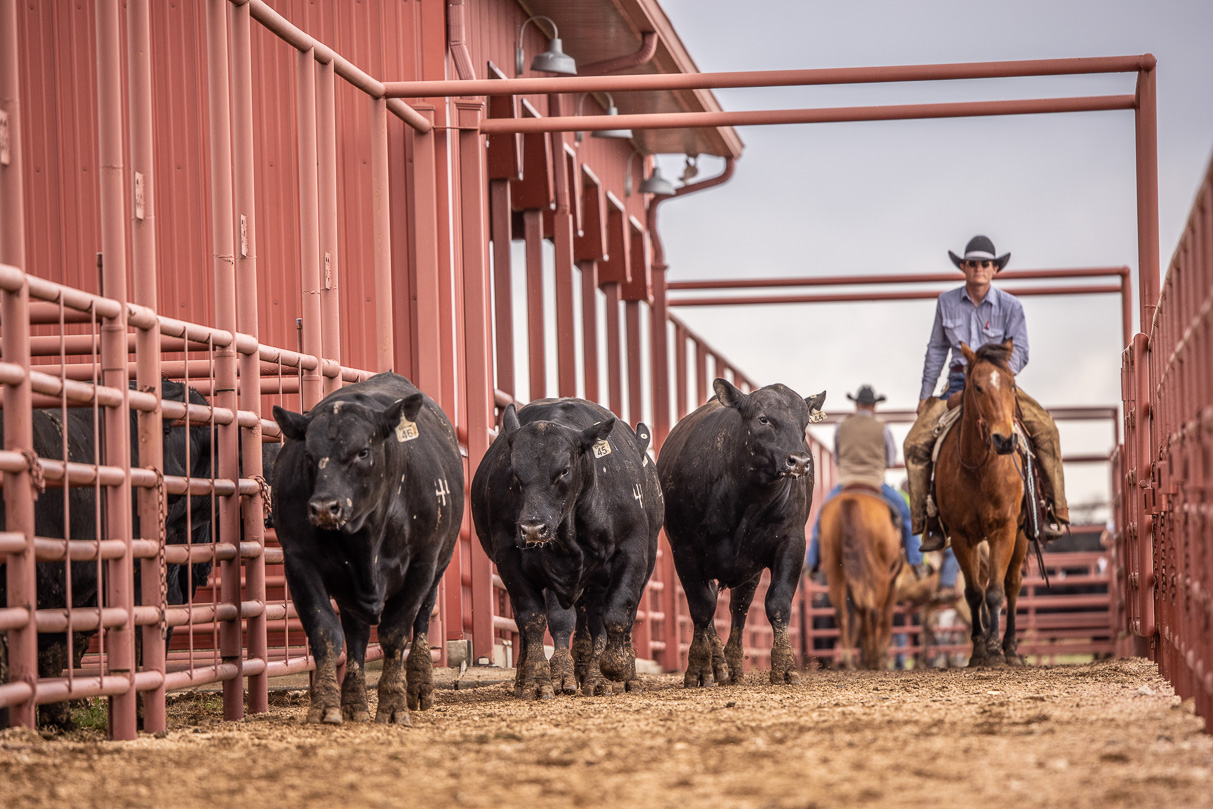 44Farms_Cameron_BullSale_Feb2021-524042