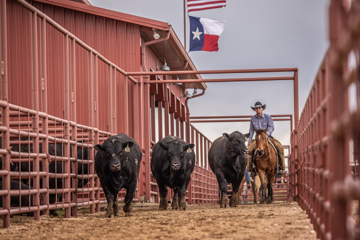 44Farms_Cameron_BullSale_Feb2021-524049