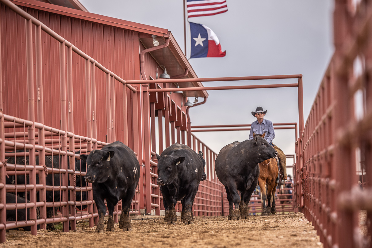 44Farms_Cameron_BullSale_Feb2021-524051