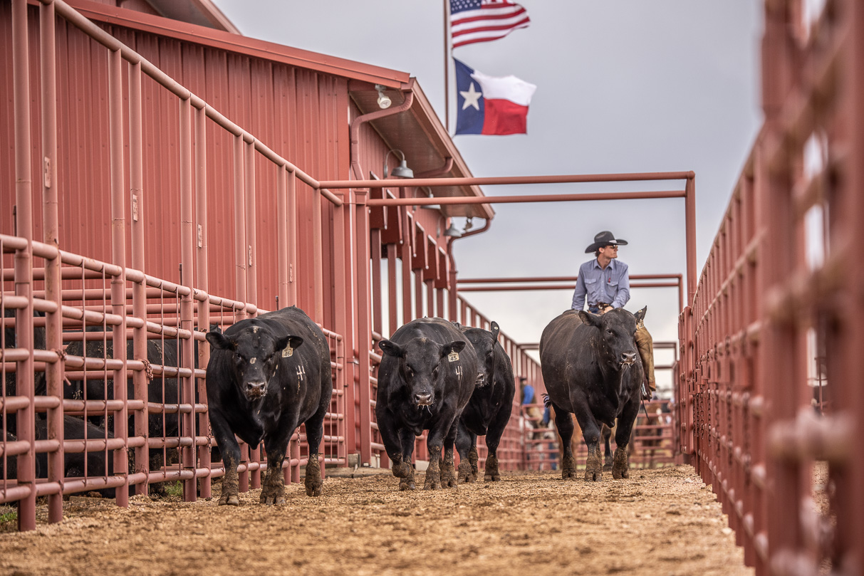 44Farms_Cameron_BullSale_Feb2021-524055