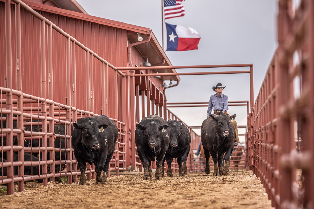 44Farms_Cameron_BullSale_Feb2021-524057