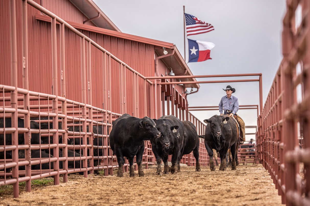44Farms_Cameron_BullSale_Feb2021-524061