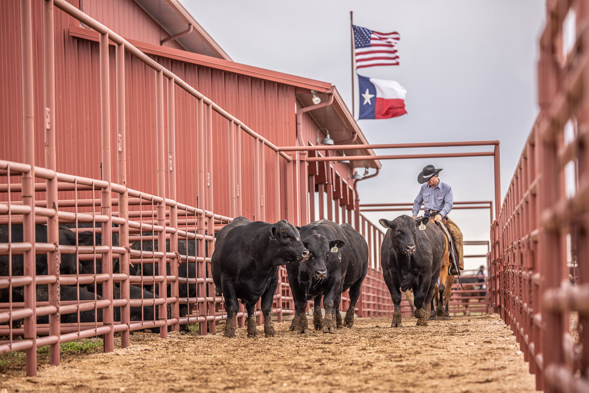 44Farms_Cameron_BullSale_Feb2021-524063