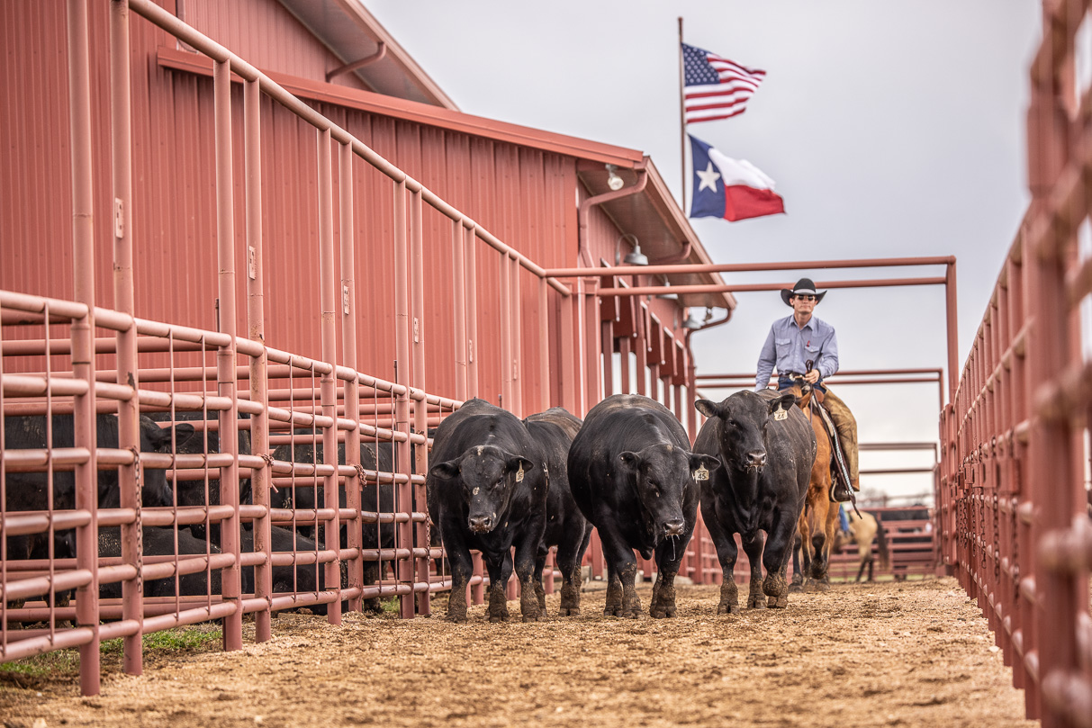 44Farms_Cameron_BullSale_Feb2021-524064