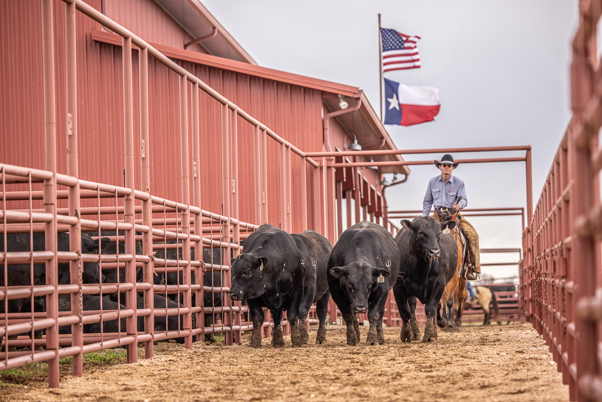 44Farms_Cameron_BullSale_Feb2021-524065