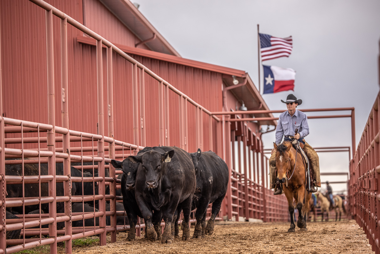 44Farms_Cameron_BullSale_Feb2021-524072