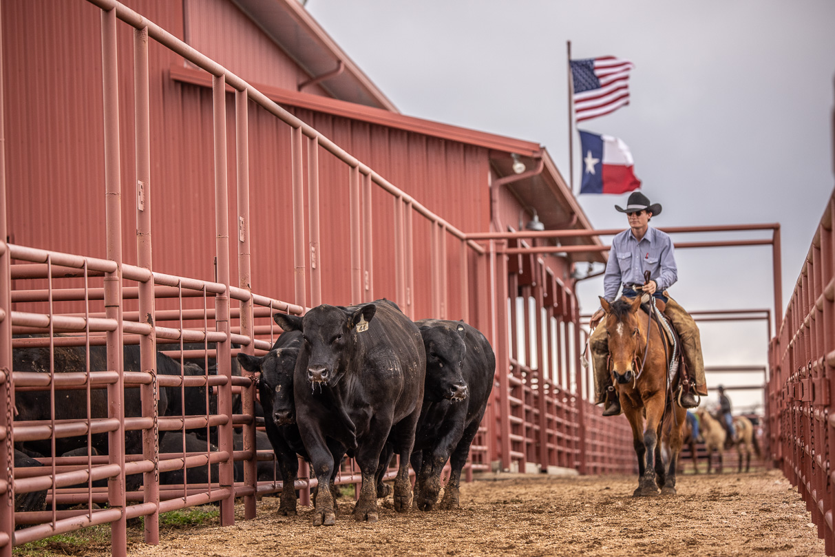 44Farms_Cameron_BullSale_Feb2021-524073