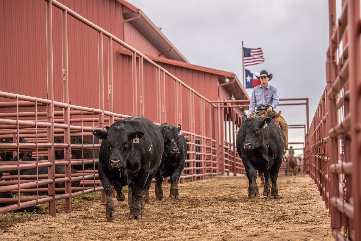 44Farms_Cameron_BullSale_Feb2021-524081