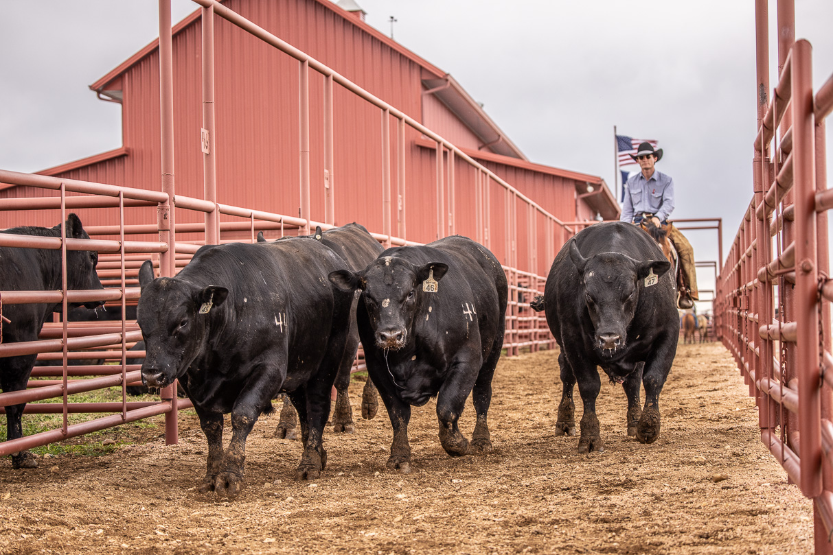 44Farms_Cameron_BullSale_Feb2021-524087