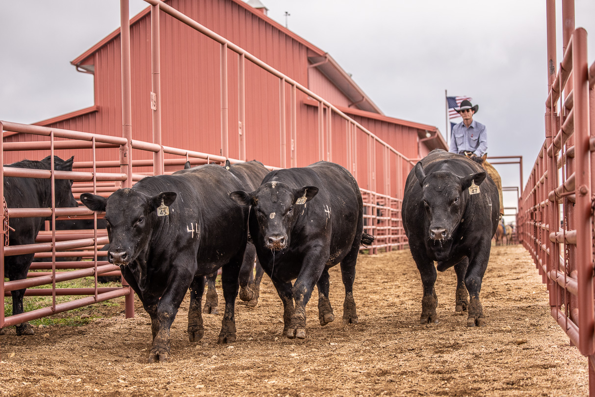 44Farms_Cameron_BullSale_Feb2021-524088