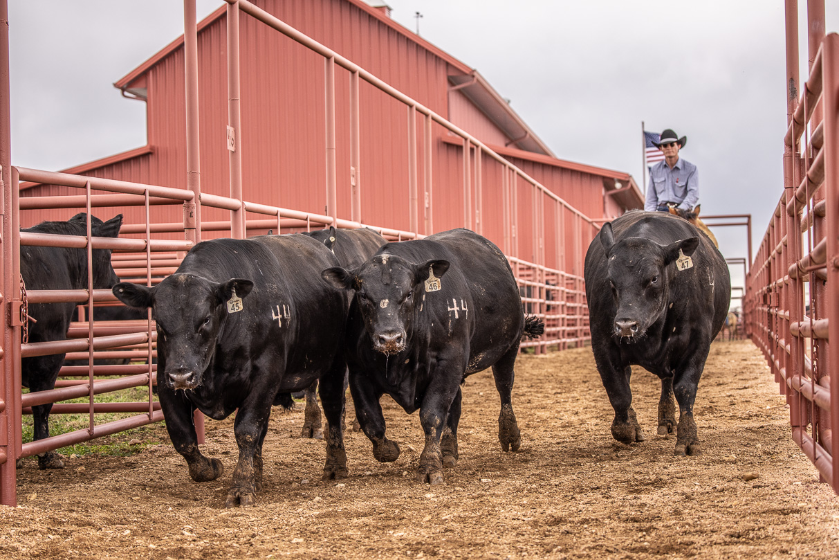 44Farms_Cameron_BullSale_Feb2021-524089