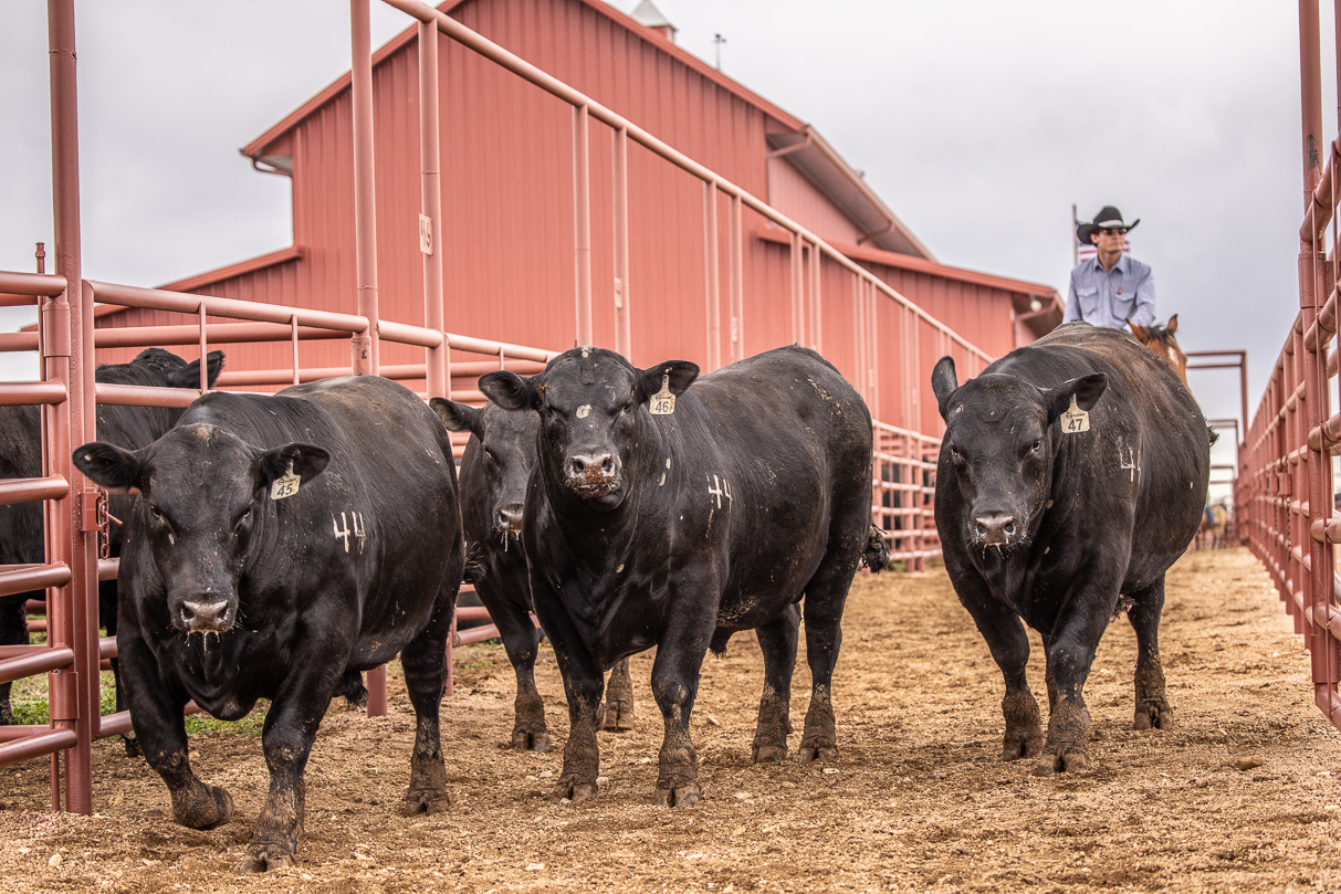 44Farms_Cameron_BullSale_Feb2021-524092