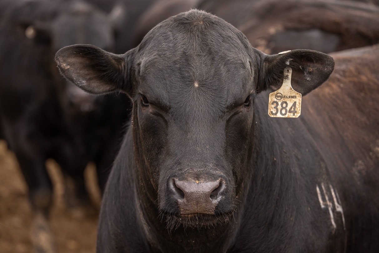 44Farms_Cameron_BullSale_Feb2021-524109