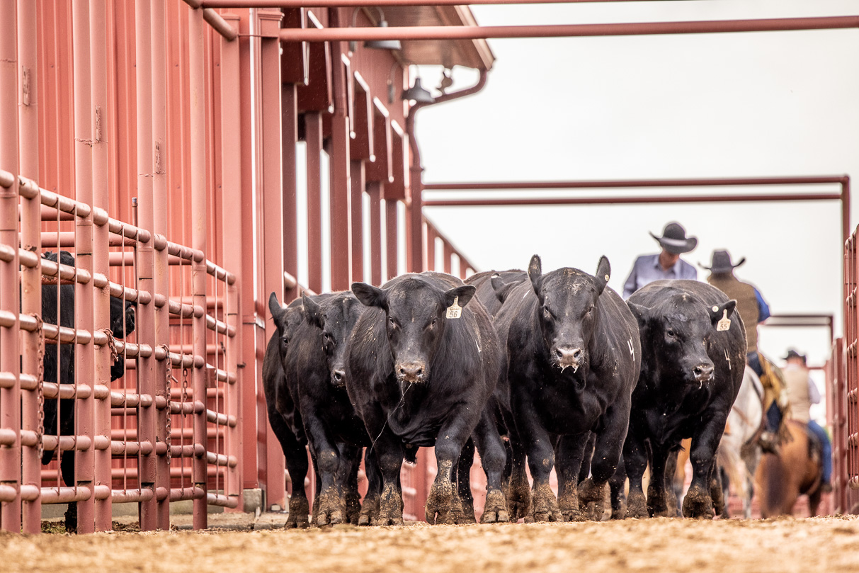 44Farms_Cameron_BullSale_Feb2021-524123