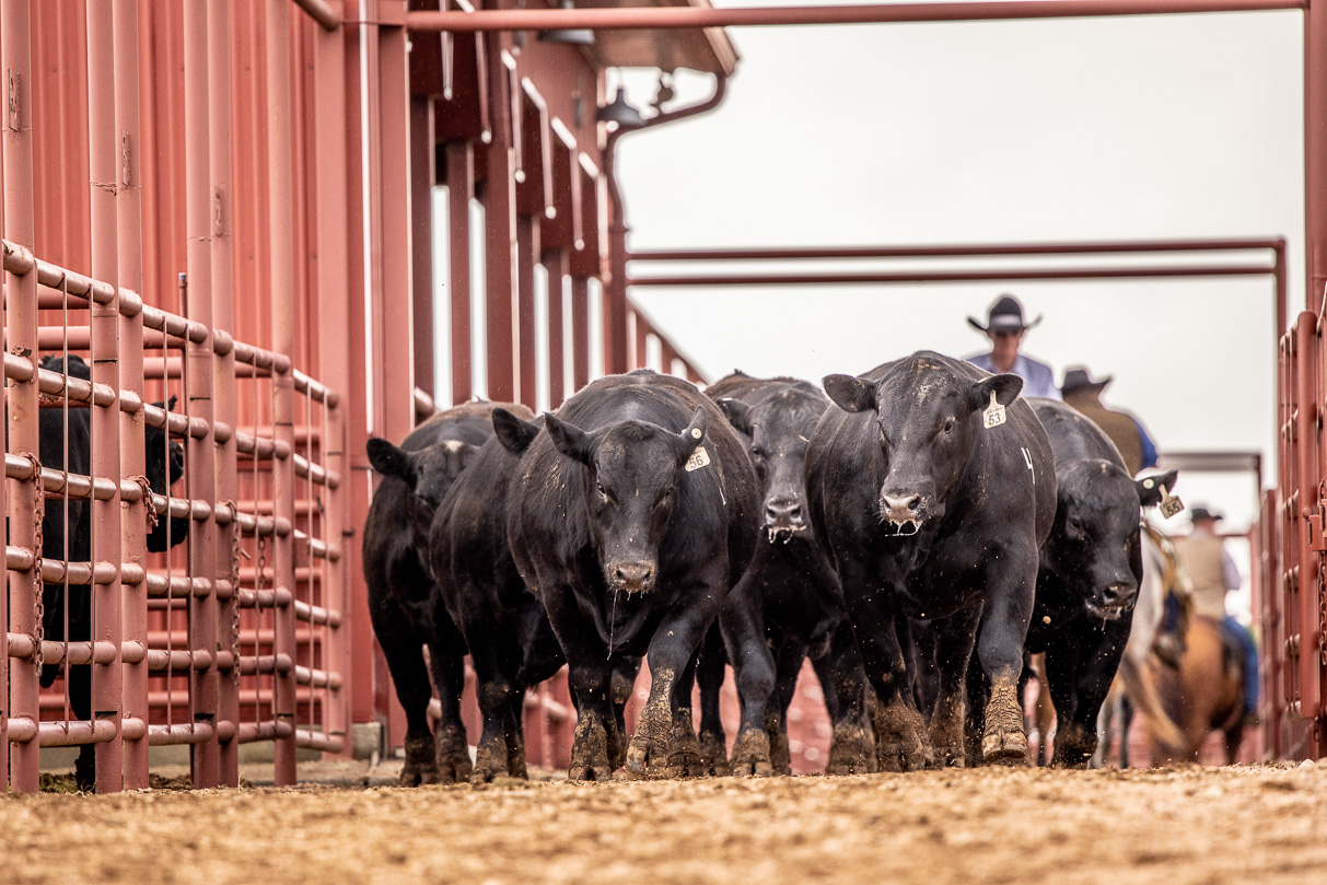 44Farms_Cameron_BullSale_Feb2021-524124