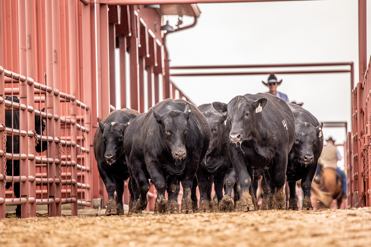 44Farms_Cameron_BullSale_Feb2021-524126