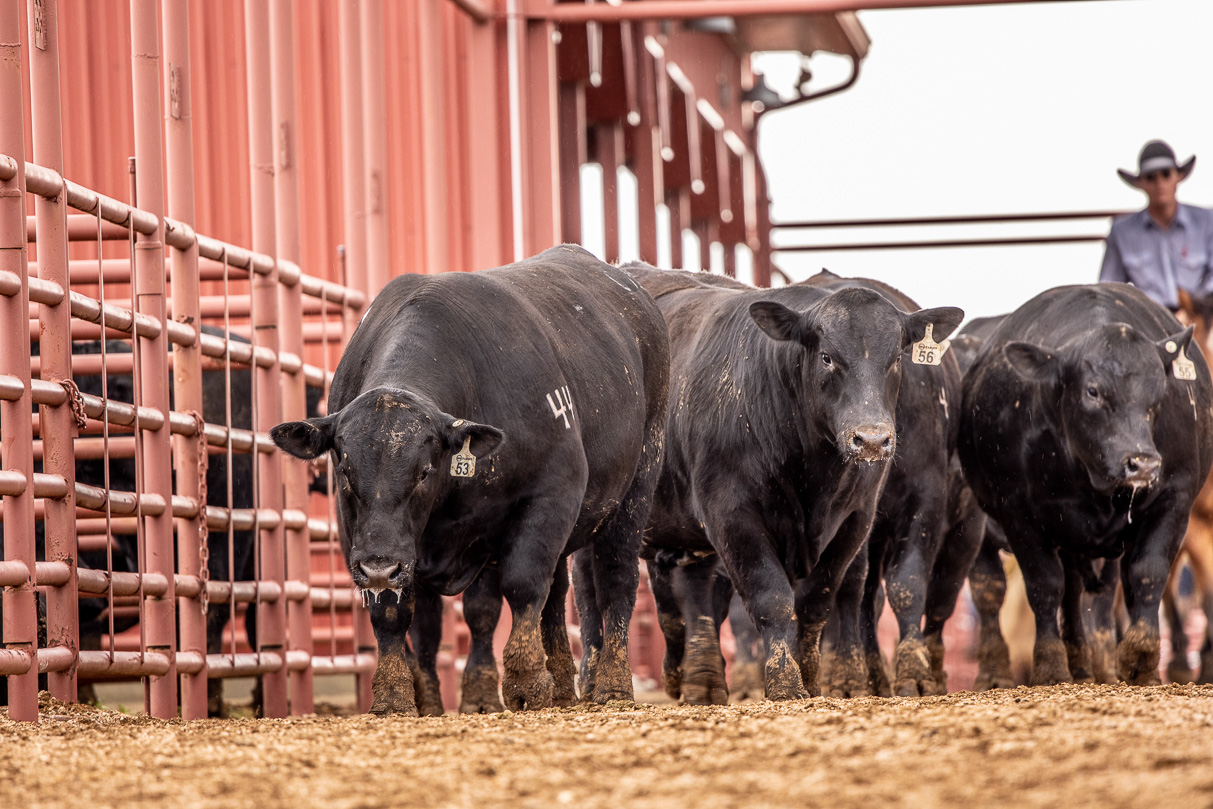 44Farms_Cameron_BullSale_Feb2021-524134