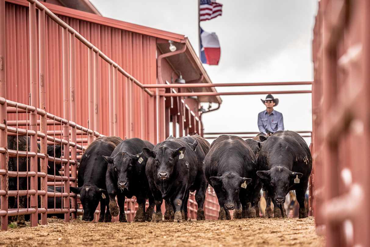 44Farms_Cameron_BullSale_Feb2021-524139
