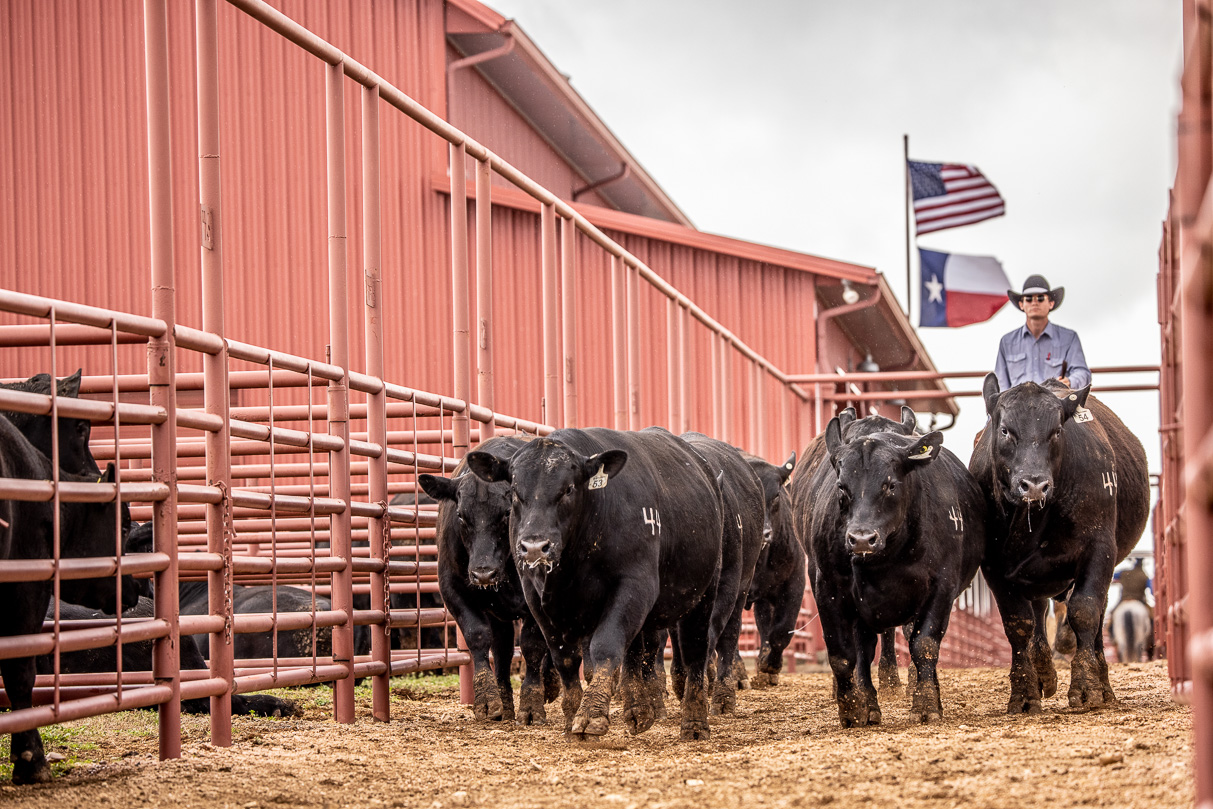 44Farms_Cameron_BullSale_Feb2021-524163