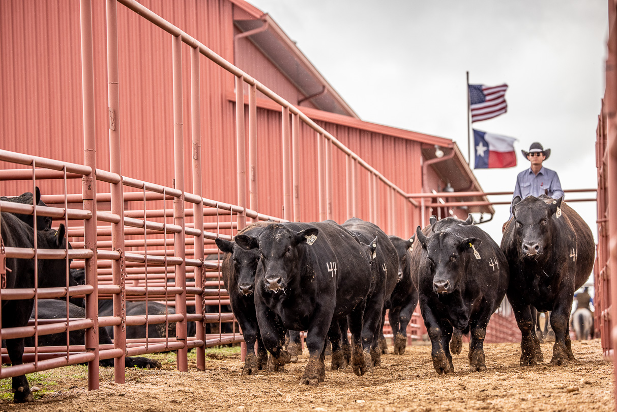44Farms_Cameron_BullSale_Feb2021-524164