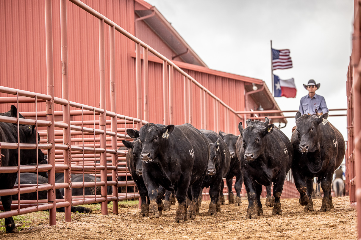 44Farms_Cameron_BullSale_Feb2021-524165