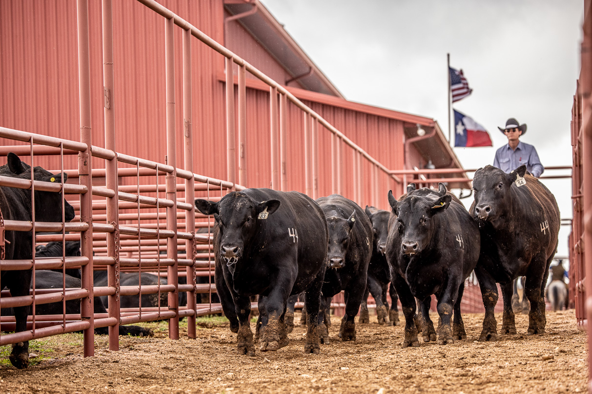 44Farms_Cameron_BullSale_Feb2021-524167