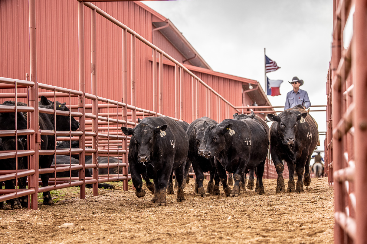 44Farms_Cameron_BullSale_Feb2021-524168