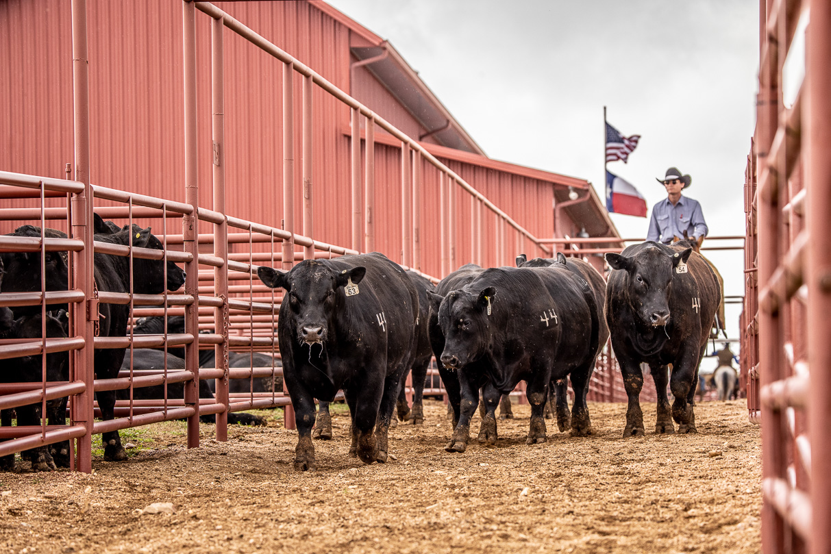 44Farms_Cameron_BullSale_Feb2021-524170