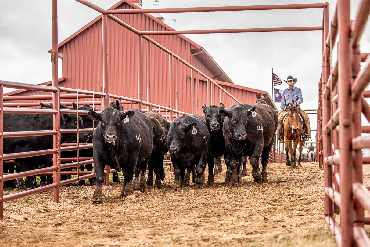44Farms_Cameron_BullSale_Feb2021-524181