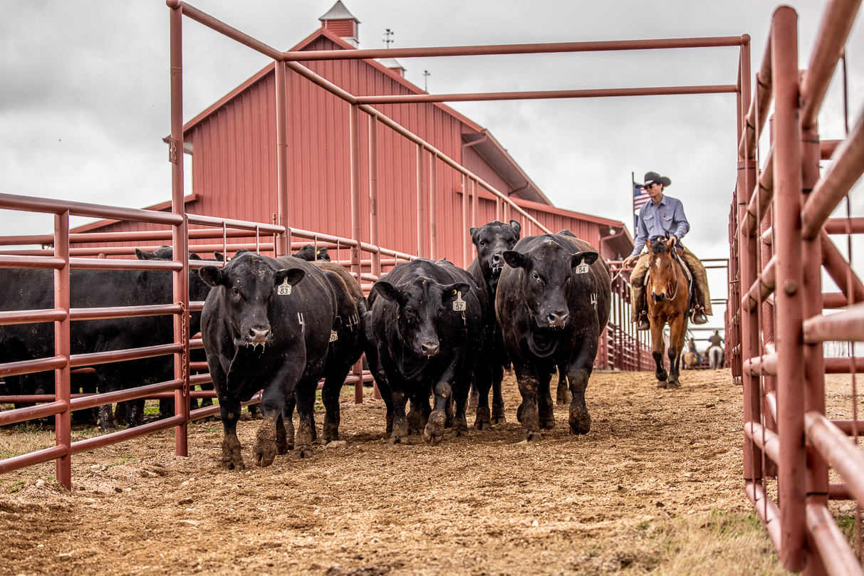 44Farms_Cameron_BullSale_Feb2021-524186