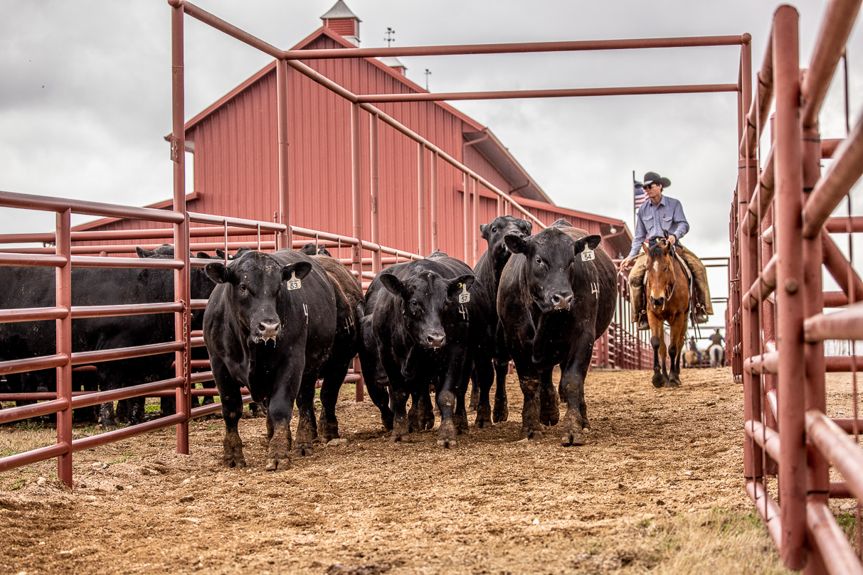 44Farms_Cameron_BullSale_Feb2021-524187